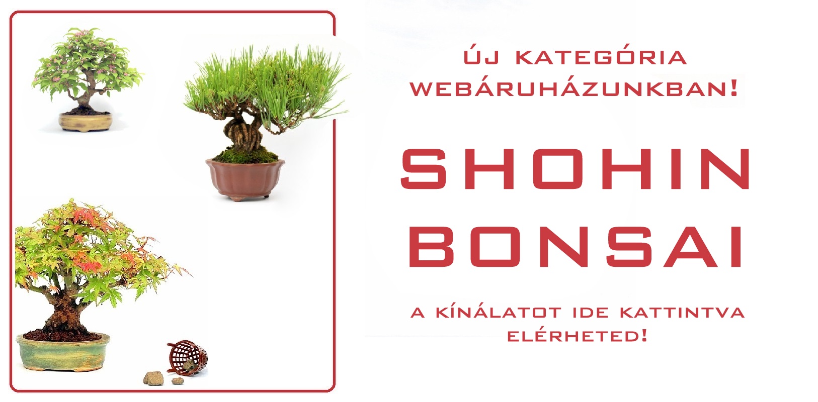 shohin bonsai fak a marczika bonsai studio bonsai kerteszetebol webaruhazabol
